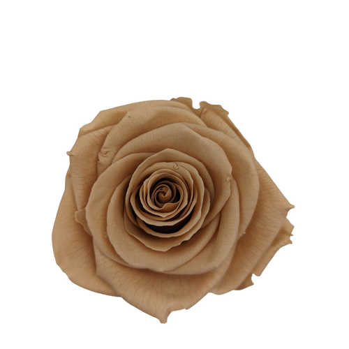 A closeup image of a VERMEILLE Monalisa Preserved Rose Nude Flower