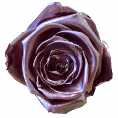 A closeup image of a VERMEILLE Monalisa Preserved Rose Rose Gold-Bronze Flower