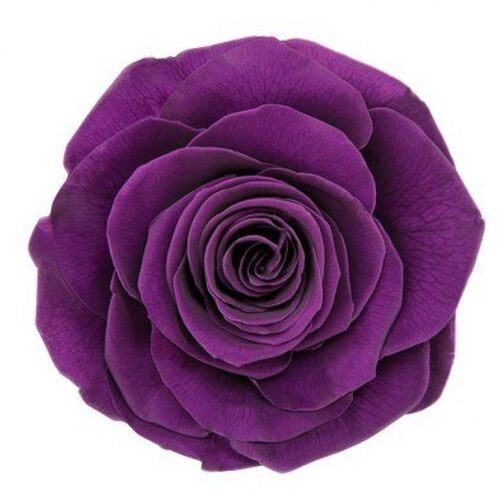 Buy Dried Flower Wholesale VERMEILLE Monalisa violet - 3 blooms - by All In Season