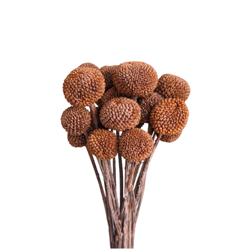 A floral bunch of Preserved Billy Button Bronze Flowers | Also known as Craspedia