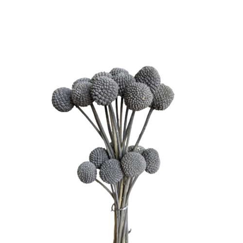 A floral bunch of Preserved Billy Button Gray Flowers | Also known as Craspedia