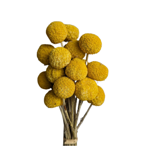 A floral bunch of Preserved Billy Button Natural Flowers | Also known as Craspedia