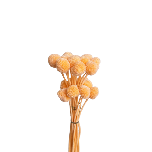Buy Dried Flower Wholesale Billy Button, 50cm, 20 stems, peach - by All In Season