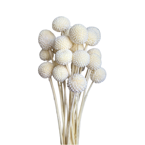 A floral bunch of Preserved Billy Button White Flowers | Also known as Craspedia