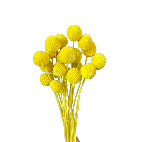 A floral bunch of Preserved Billy Button Yellow Flowers | Also known as Craspedia