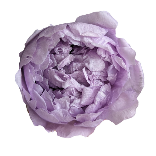 A closeup image of a Preserved Peony Lilac Flower
