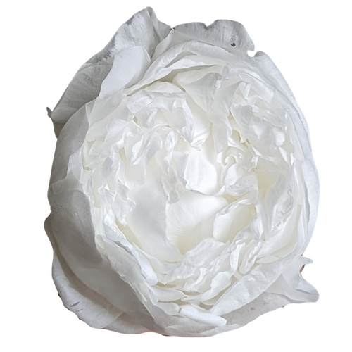 A closeup image of a Preserved Peony White Flower