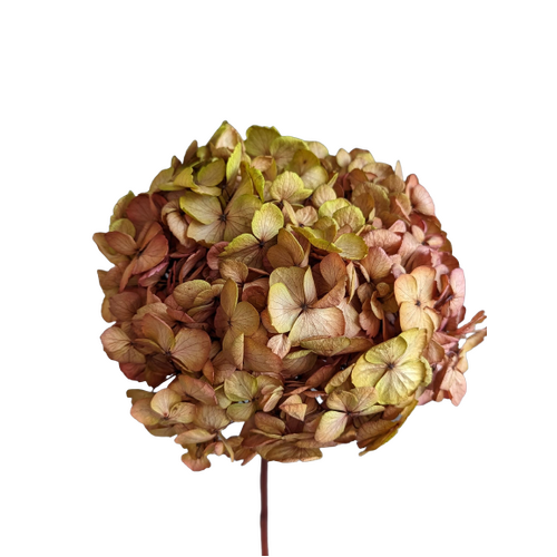 Buy Preserved Hydrangea, 23-26cm, Authumn Bicolour wholesale at All InSeason. Same day pack-out on weekdays, Australia wide delivery, hundreds of 5 star reviews 