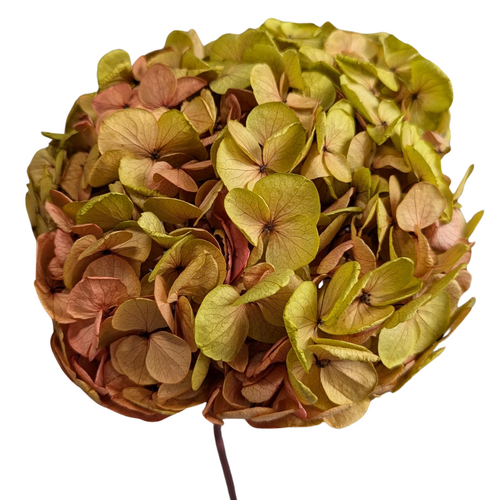 Buy Preserved Hydrangea, 23-26cm, Authumn Bicolour wholesale at All InSeason. Same day pack-out on weekdays, Australia wide delivery, hundreds of 5 star reviews 