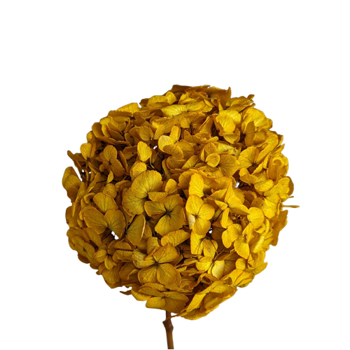 A floral stem of Preserved Hydrangea, Yellow Flowers