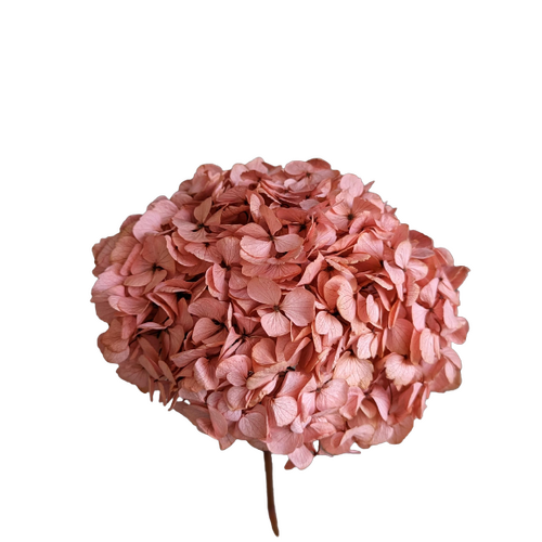 Buy Preserved Hydrangea, 23-26cm, Dusty Pink wholesale at All InSeason. Same day pack-out on weekdays, Australia wide delivery, hundreds of 5 star reviews 