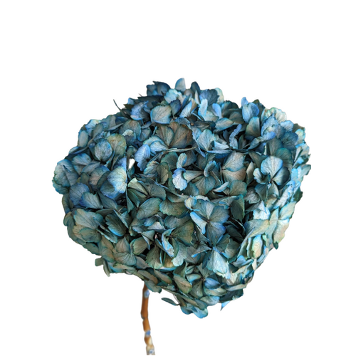 A floral stem of Preserved Hydrangea, Green-Blue Flowers