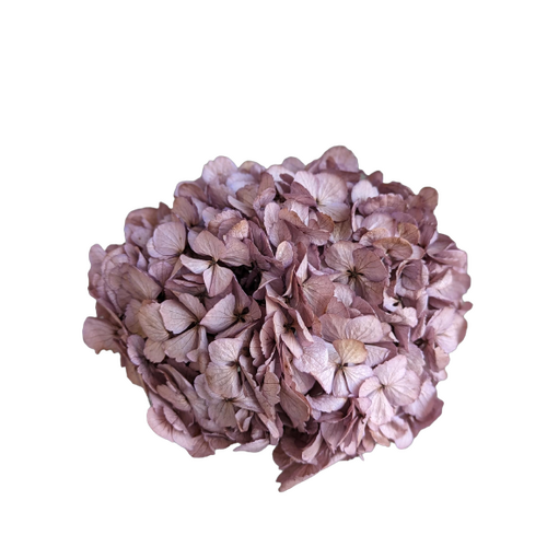 A floral stem of Preserved Hydrangea, Lilac Flowers
