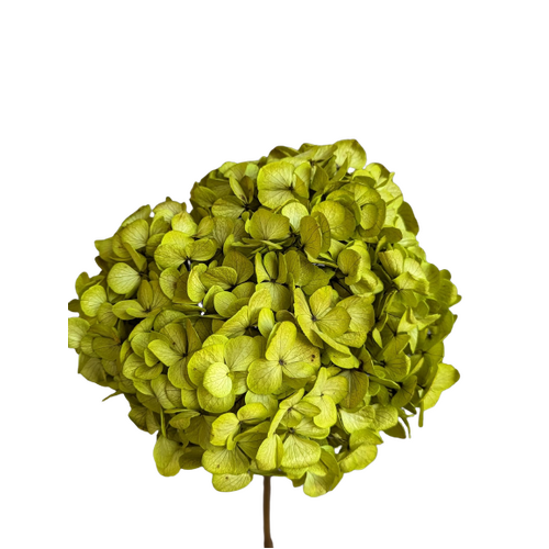 A floral stem of Preserved Hydrangea, Lime Green Flowers