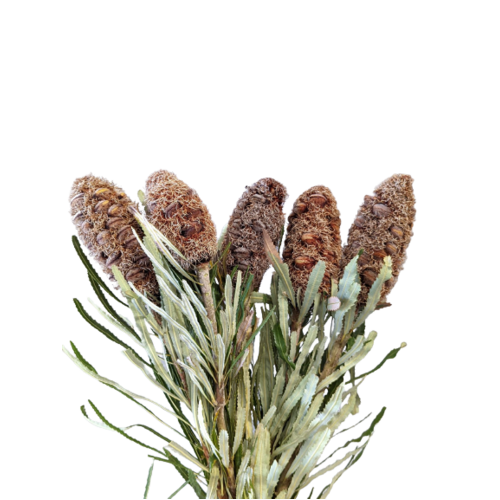 Buy Dried Flower Wholesale Banksia Attune Pods, 40cm+, 5 stem bunches - by All In Season