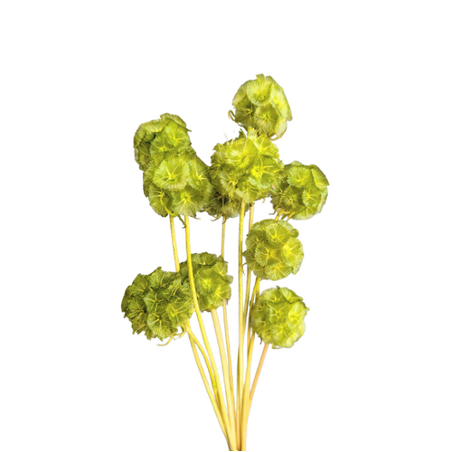 A floral bunch of Preserved Scabiosa Green Flowers