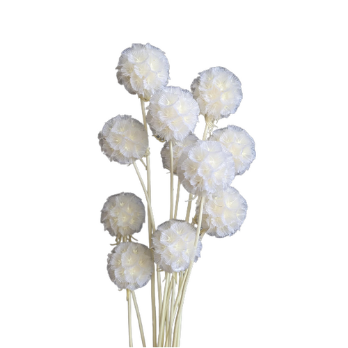 A floral bunch of Preserved Scabiosa White Flowers