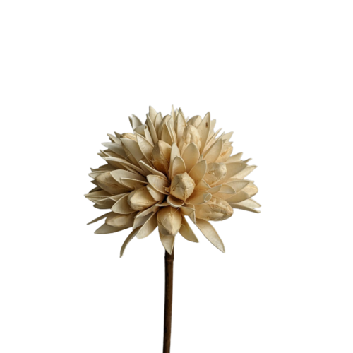 A closue up image of a Sola Flower Magnolia Cream