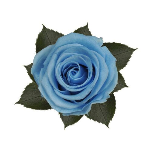 A closeup image of a KIARA Solitary Preserved Rose Large, Blue Flower