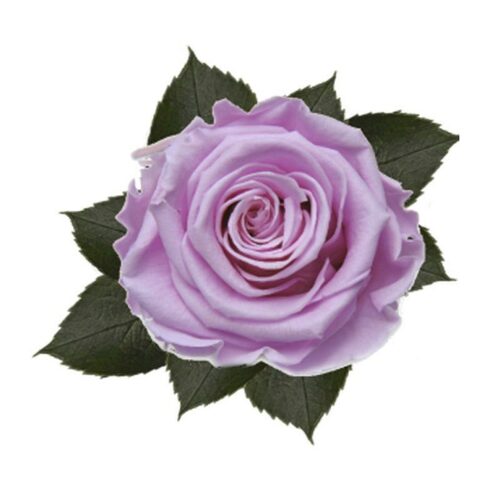 A cloesup image of a KIARA Solitary Preserved Rose Large, Baby Lili Flower
