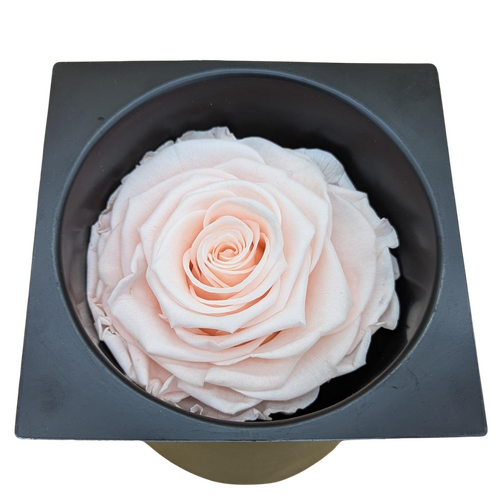 Buy KIARA Solitary porcelain pink (1 bloom) wholesale at All InSeason. Same day pack-out on weekdays, Australia wide delivery, hundreds of 5 star reviews