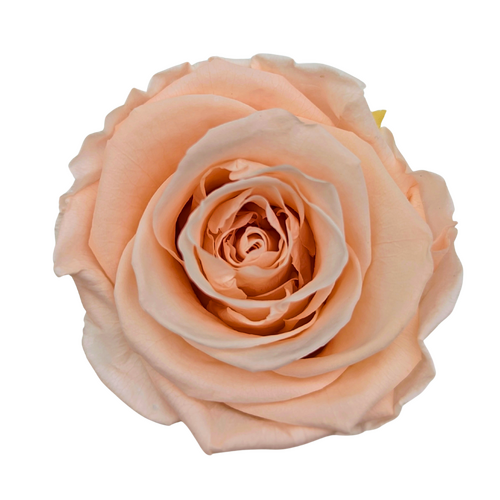 A closeup image of a KIARA Solitary Preserved Rose Large, Pink Flower