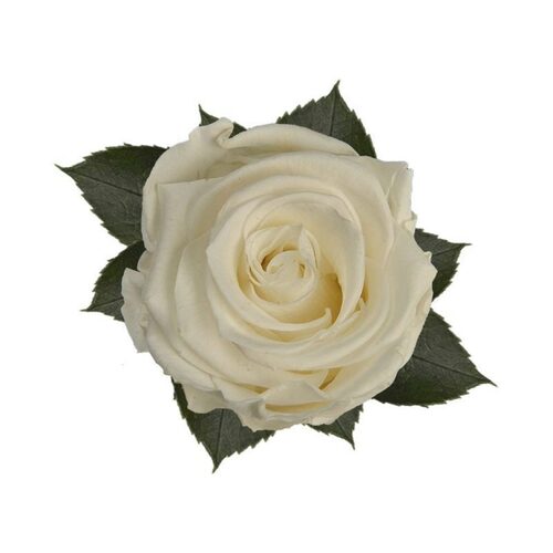 A closeup image of a KIARA Solitary Preserved Rose Large, White Flower