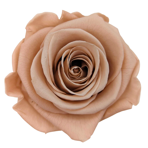 A closeup image of a KIARA Splendid Preserved Rose, Antique Pink Flower