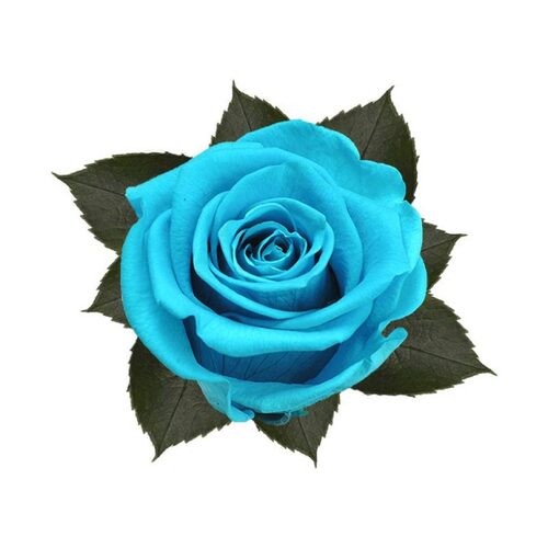 A closeup image of a KIARA Splendid Preserved Rose, Aquamarine Flower