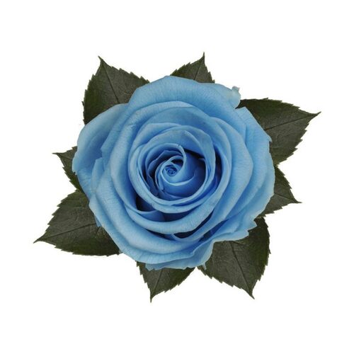 A closeup image of a KIARA Splendid Preserved Rose, Baby Blue Flower