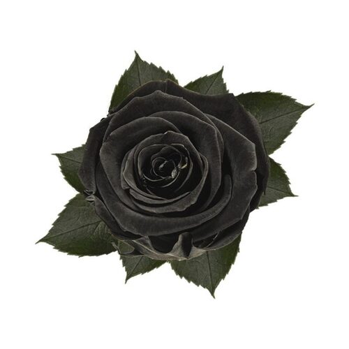 A closeup image of a KIARA Splendid Preserved Rose, Black Flower