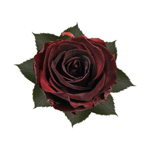 A closeup image of a KIARA Splendid Preserved Rose, Burgundy Flower