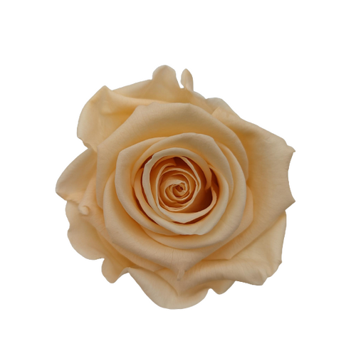 A closeup image of a KIARA Splendid Preserved Rose, Cantaloupe Flower
