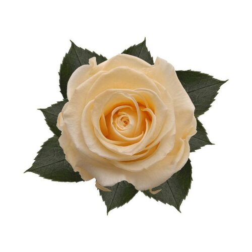 A closeup image of a KIARA Splendid Preserved Rose, Champagne Flower