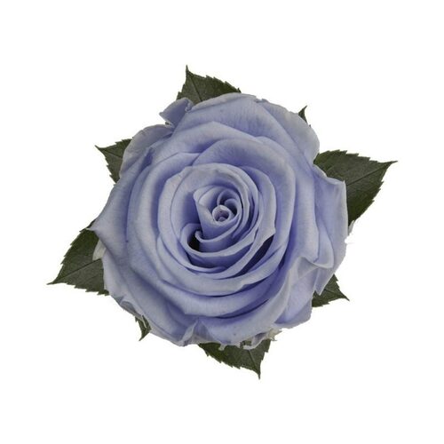 A closeup image of a KIARA Splendid Preserved Rose, Cool Lavender Flower