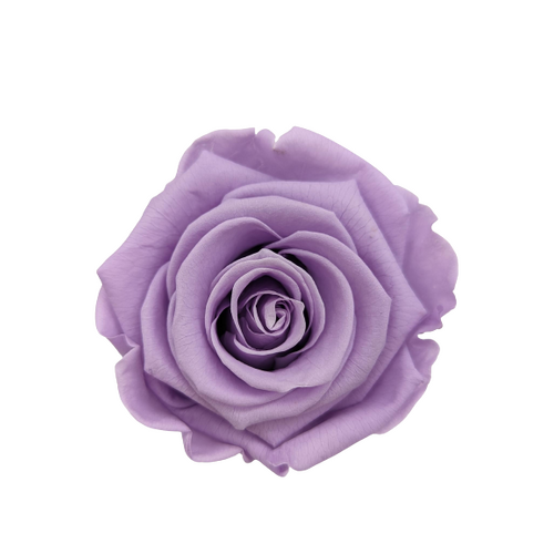 A closeup image of a KIARA Splendid Preserved Rose, Dusty Lavender Flower