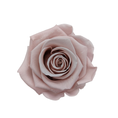 A closeup image of a KIARA Splendid Preserved Rose, Dusty Rose Flower