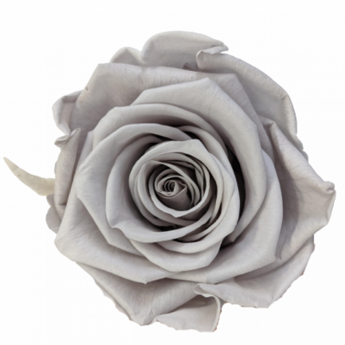 A closeup image of a KIARA Splendid Preserved Rose, Gray Flower