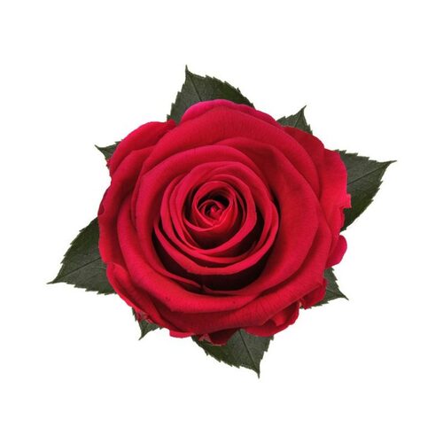 A closeup image of a KIARA Splendid Preserved Rose, Hot Pink Flower