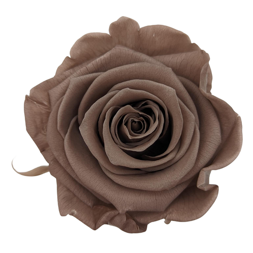 A closeup image of a KIARA Splendid Preserved Rose, Smoked Oak Flower