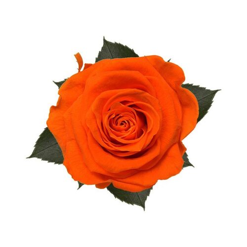 Buy Dried Flower Wholesale KIARA Splendid orange flame - 6 blooms - by All In Season