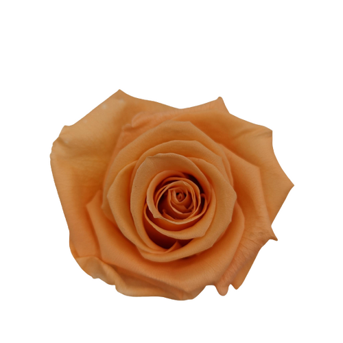 A closeup image of a KIARA Splendid Preserved Rose, Papaya Flower
