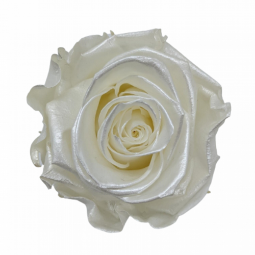 A closeup image of a KIARA Splendid Preserved Rose, Pearl Gem Flower