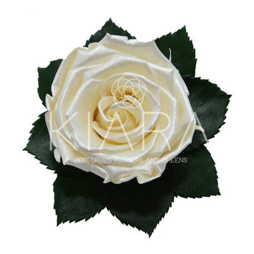A closeup image of a KIARA Splendid Preserved Rose, Pearl Satin Flower