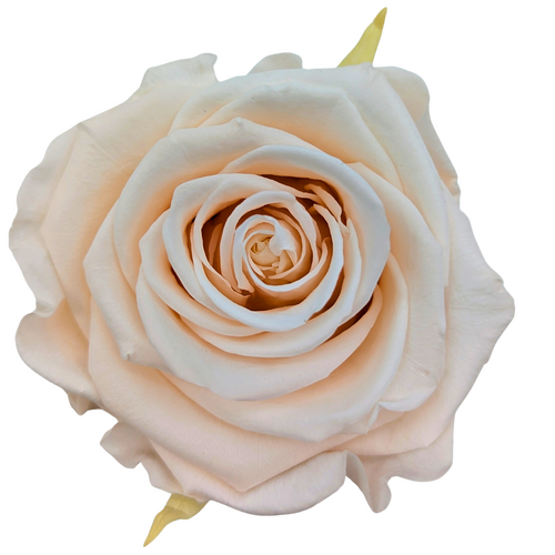 A closeup image of a KIARA Splendid Preserved Rose, Pink Blush Flower