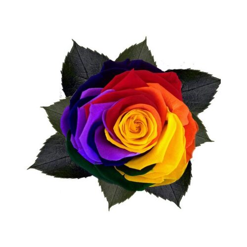 Buy KIARA Splendid rainbow - 6 blooms wholesale at All InSeason. Same day pack-out on weekdays, Australia wide delivery, hundreds of 5 star reviews