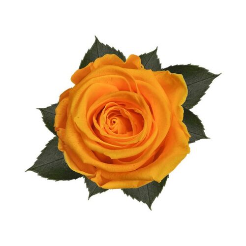 A closeup image of a KIARA Splendid Preserved Rose, Sunny Yellow Flower