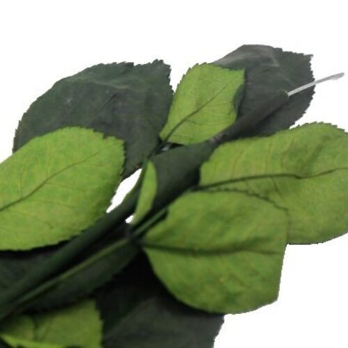 Buy Dried Flower Wholesale KIARA Stem only - no bloom, pin on top of the stem, 50cm+ - by All In Season