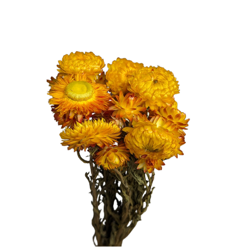 A floral bunch of Dried Strawflower Orange Flowers