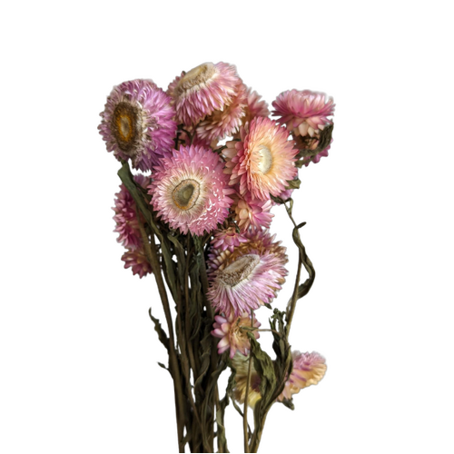 A floral bunch of Dried Strawflower Pink Flowers